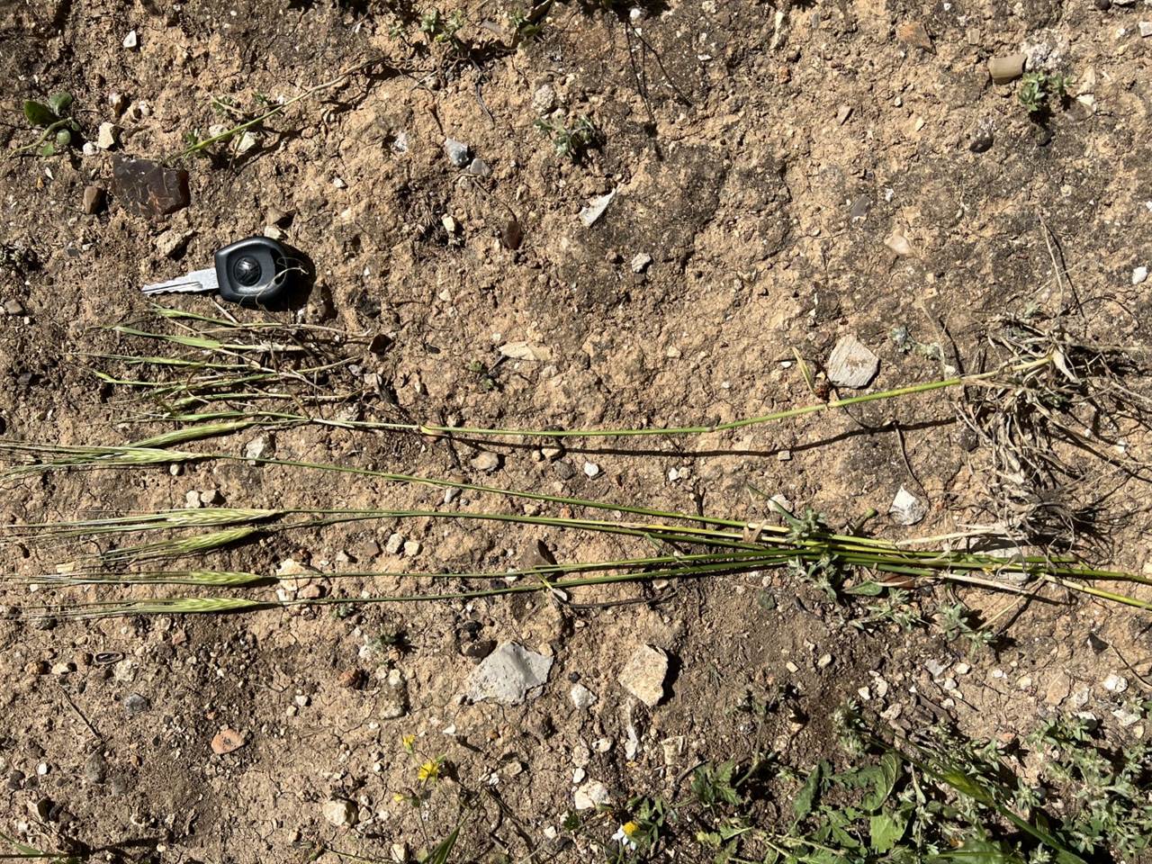 Full length comparison of fruitful and stunted barley